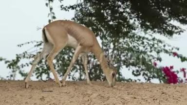 野生饥饿的小鹿，小鹿，小鹿，小鹿，站在沙滩上，在干旱的夏天寻找食物，看镜头，咀嚼